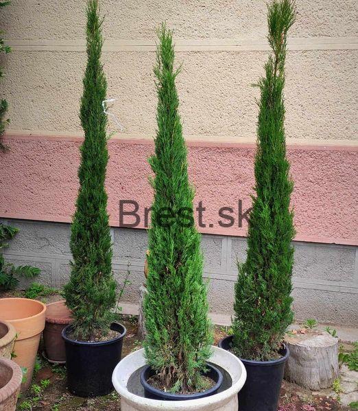 Cipresso toscano / Cupressus sempervirens 'Pyramidalis'